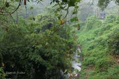 Aristolochia ringens